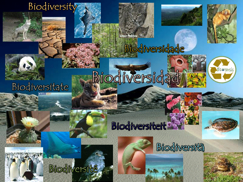 La Biodiversidad La Biodiversidad